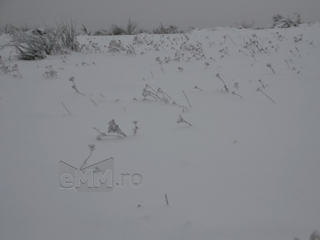 Foto: Dealul Comja - Seini, padurea Eminescu (c) eMaramures.ro - Lucian Petru Goja